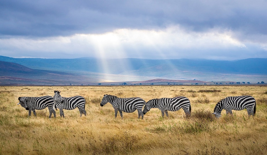 Photo by Hendrik Cornelissen: https://www.pexels.com/photo/five-zebra-grazing-on-grass-field-2862070/